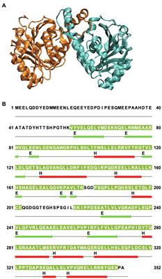 Organization and Dynamics of the Red Blood Cell Band 3 Anion Exchanger SLC4A1: Insights From Molecular Dynamics Simulations